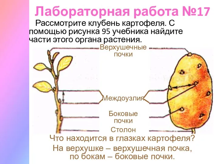 Лабораторная работа №17 Рассмотрите клубень картофеля. С помощью рисунка 95