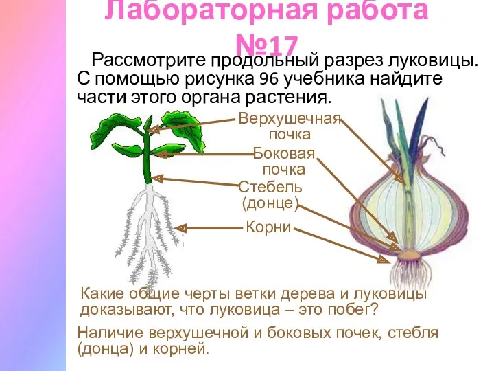 Лабораторная работа №17 Рассмотрите продольный разрез луковицы. С помощью рисунка