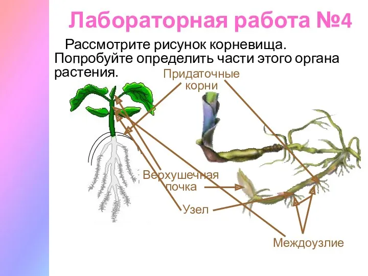 Лабораторная работа №4 Рассмотрите рисунок корневища. Попробуйте определить части этого