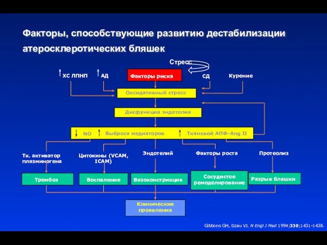 Факторы, способствующие развитию дестабилизации атеросклеротических бляшек Факторы риска Оксидативный стресс