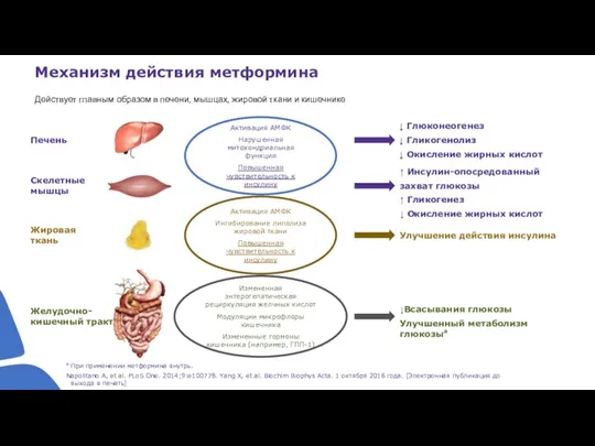 Действует главным образом в печени, мышцах, жировой ткани и кишечнике