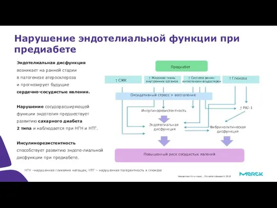 Эндотелиальная дисфункция возникает на ранней стадии в патогенезе атеросклероза и