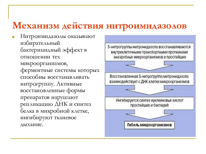 Механизм действия нитроимидазолов Нитроимидазолы оказывают избирательный бактерицидный эффект в отношении