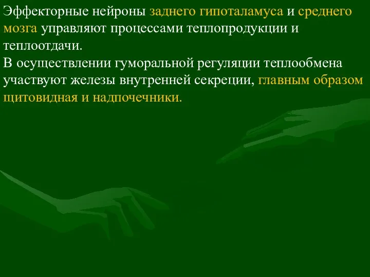 Эффекторные нейроны заднего гипоталамуса и среднего мозга управляют процессами теплопродукции