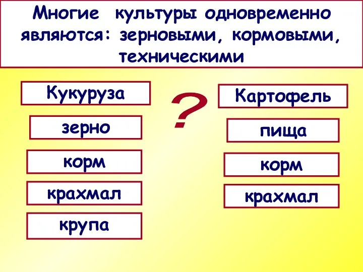 Кукуруза Многие культуры одновременно являются: зерновыми, кормовыми, техническими ? зерно корм крахмал крупа