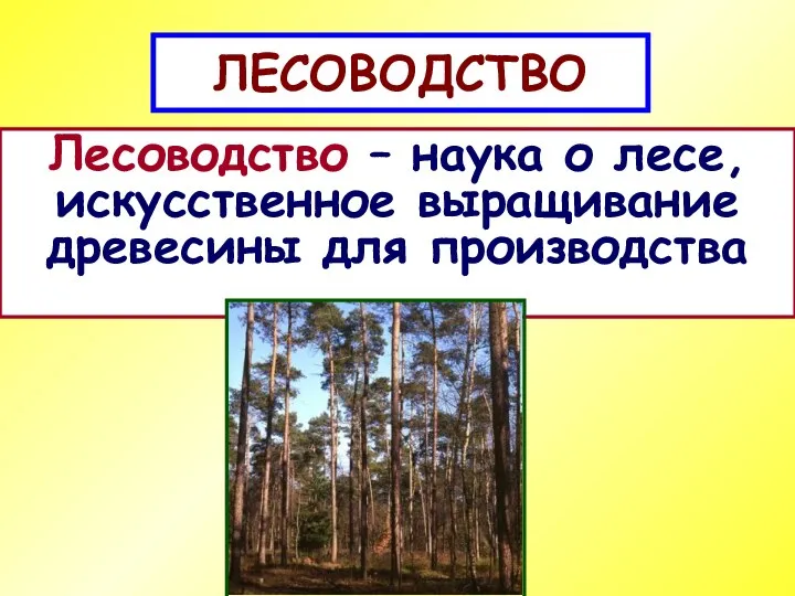 ЛЕСОВОДСТВО Лесоводство – наука о лесе, искусственное выращивание древесины для производства