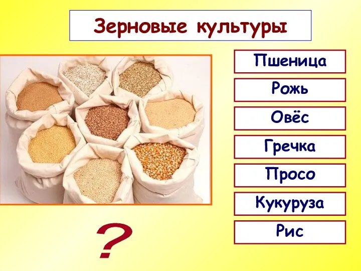 Зерновые культуры Пшеница ? Рожь Овёс Гречка Просо Кукуруза Рис