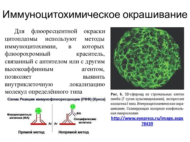 Иммуноцитохимическое окрашивание Для флюоресцентной окраски цитоплазмы используют методы иммуноцитохимии, в