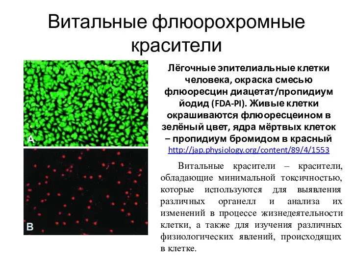 Витальные флюорохромные красители Лёгочные эпителиальные клетки человека, окраска смесью флюоресцин