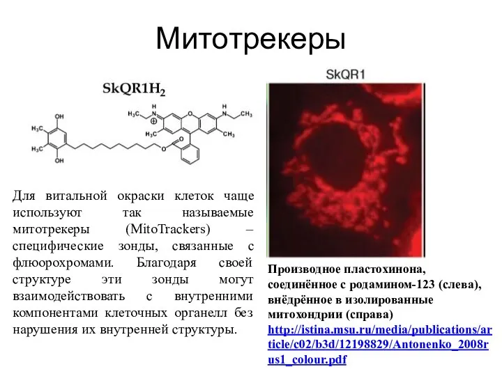 Митотрекеры Производное пластохинона, соединённое с родамином-123 (слева), внёдрённое в изолированные