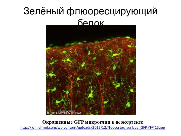 Зелёный флюоресцирующий белок Окрашенные GFP микроглии в неокортексе http://jonlieffmd.com/wp-content/uploads/2013/12/Neocortex_surface_GFP-YFP-13.jpg