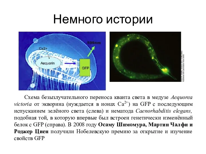 Немного истории Схема безызлучательного переноса кванта света в медузе Aequorea
