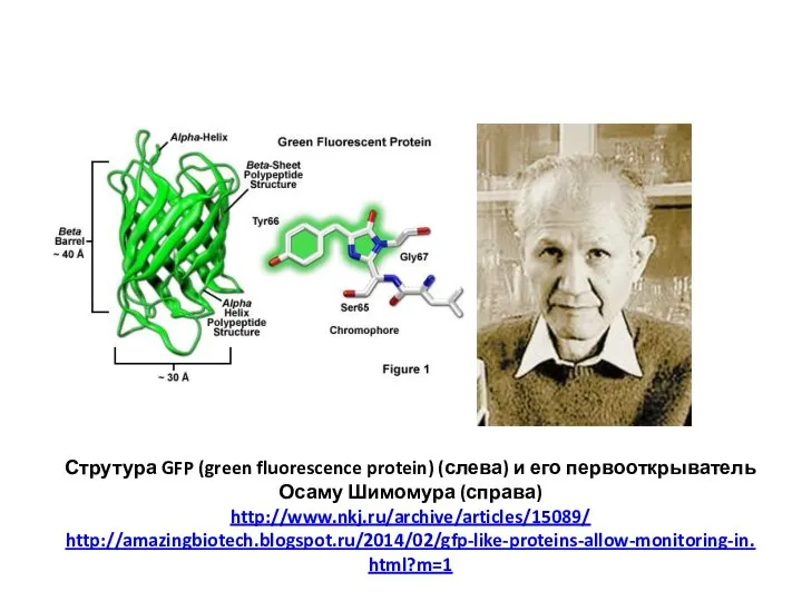 Струтура GFP (green fluorescence protein) (слева) и его первооткрыватель Осаму Шимомура (справа) http://www.nkj.ru/archive/articles/15089/ http://amazingbiotech.blogspot.ru/2014/02/gfp-like-proteins-allow-monitoring-in.html?m=1