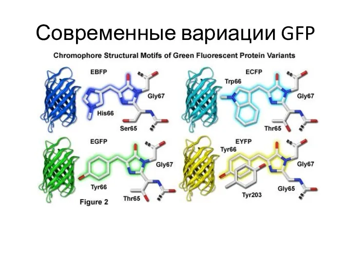 Современные вариации GFP