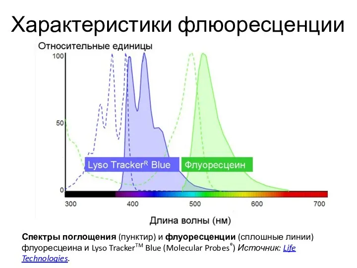 Характеристики флюоресценции Спектры поглощения (пунктир) и флуоресценции (сплошные линии) флуоресцеина