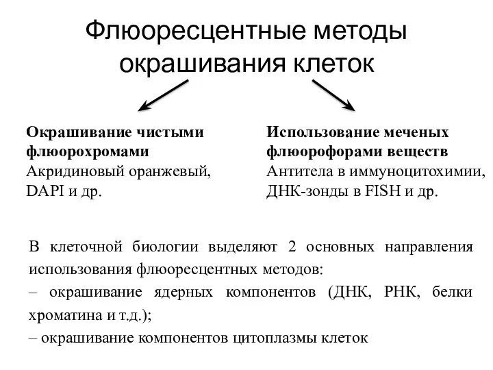 Флюоресцентные методы окрашивания клеток В клеточной биологии выделяют 2 основных