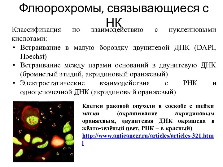 Флюорохромы, связывающиеся с НК Классификация по взаимодействию с нуклеиновыми кислотами: