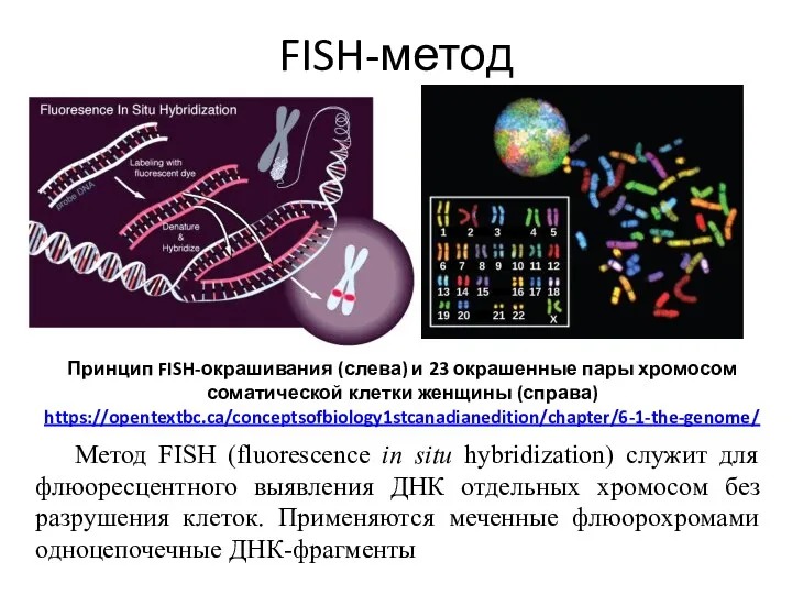 FISH-метод Метод FISH (fluorescence in situ hybridization) служит для флюоресцентного