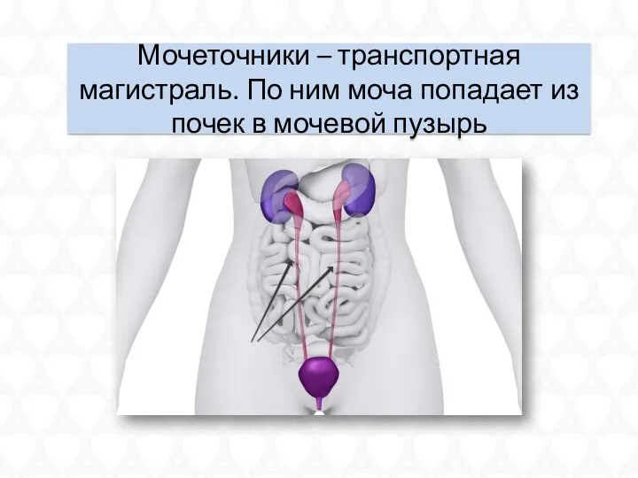 Мочеточники – транспортная магистраль. По ним моча попадает из почек в мочевой пузырь