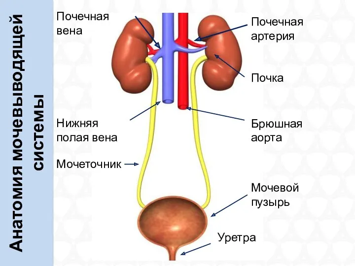 Анатомия мочевыводящей системы Почечная вена Почечная артерия Почка Брюшная аорта