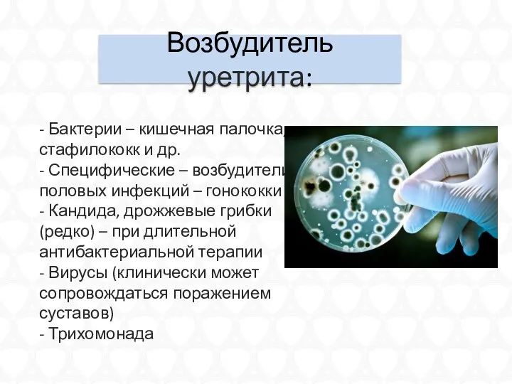 Возбудитель уретрита: - Бактерии – кишечная палочка, стафилококк и др.