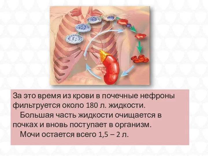 За это время из крови в почечные нефроны фильтруется около