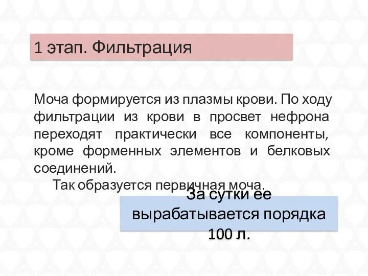 За сутки ее вырабатывается порядка 100 л. Моча формируется из