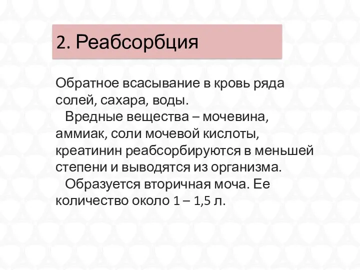 2. Реабсорбция Обратное всасывание в кровь ряда солей, сахара, воды.