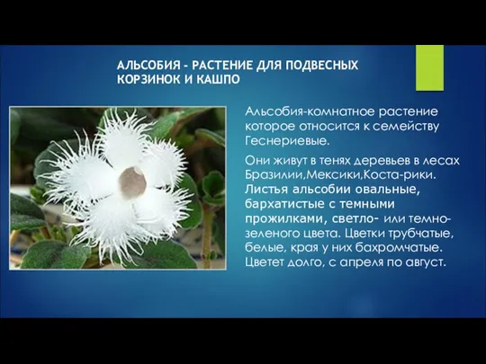 АЛЬСОБИЯ - РАСТЕНИЕ ДЛЯ ПОДВЕСНЫХ КОРЗИНОК И КАШПО Альсобия-комнатное растение