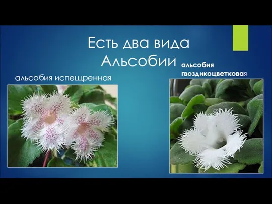 Есть два вида Альсобии альсобия гвоздикоцветковая альсобия испещренная