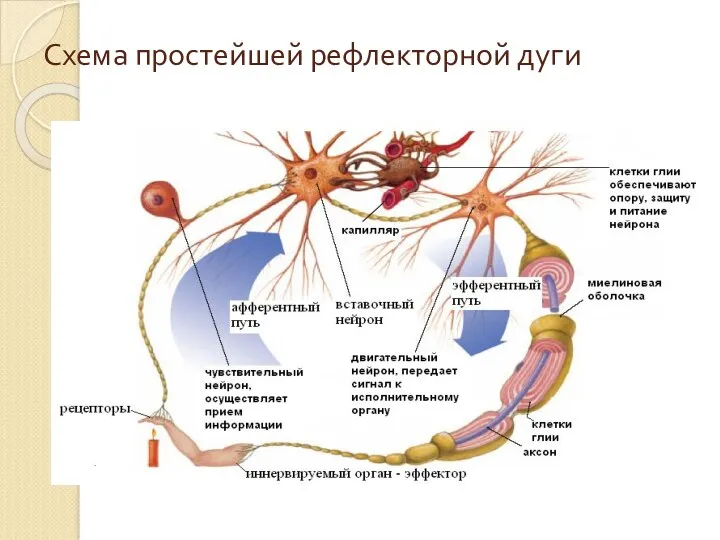 Схема простейшей рефлекторной дуги