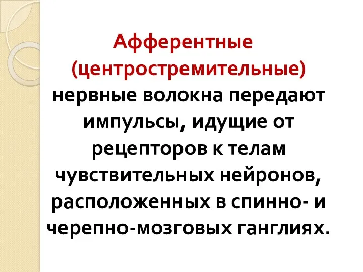 Афферентные (центростремительные) нервные волокна передают импульсы, идущие от рецепторов к