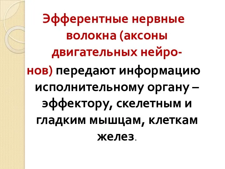 Эфферентные нервные волокна (аксоны двигательных нейро- нов) передают информацию исполнительному