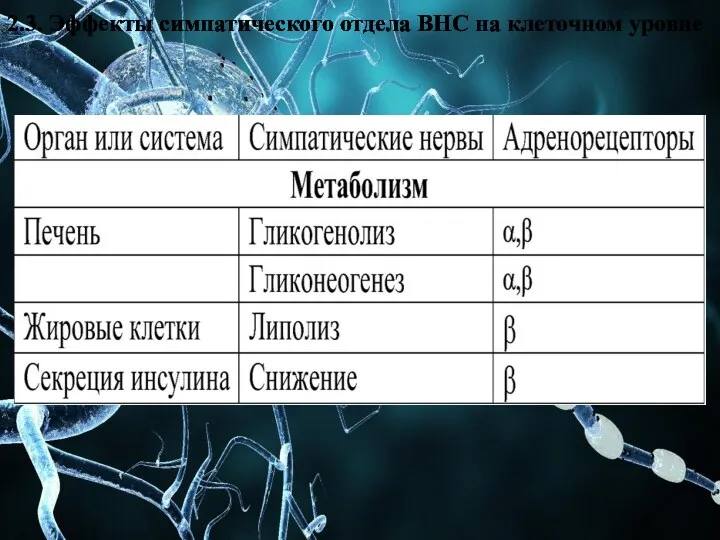 2.3. Эффекты симпатического отдела ВНС на клеточном уровне