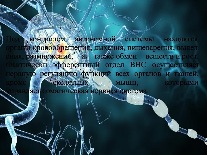 Под контролем автономной системы находятся органы кровообращения, дыхания, пищеварения, выделения,