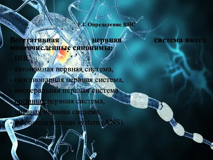 Вегетативная нервная система имеет многочисленные синонимы: - ВНС, - автономная нервная система, -