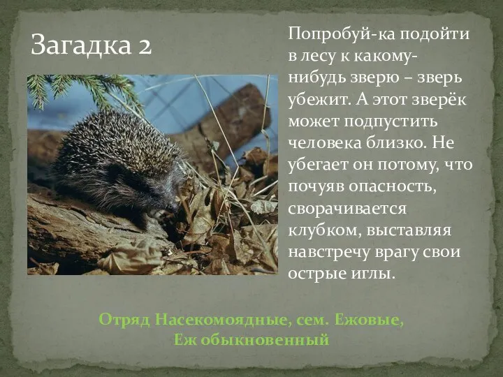 Загадка 2 Попробуй-ка подойти в лесу к какому-нибудь зверю –