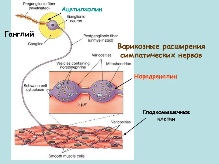 Варикозные расширения симпатических нервов Норадреналин Гладкомышечные клетки Ацетилхолин Ганглий