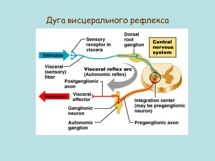 Дуга висцерального рефлекса