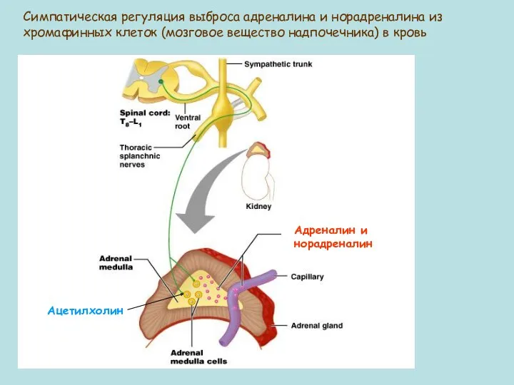 Симпатическая регуляция выброса адреналина и норадреналина из хромафинных клеток (мозговое