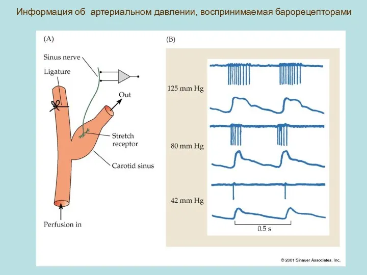 Информация об артериальном давлении, воспринимаемая барорецепторами