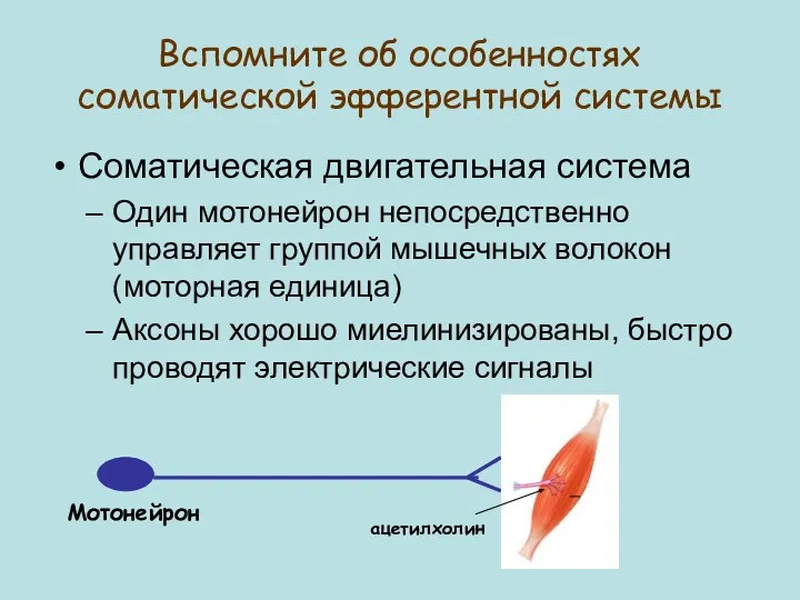 Вспомните об особенностях соматической эфферентной системы Соматическая двигательная система Один