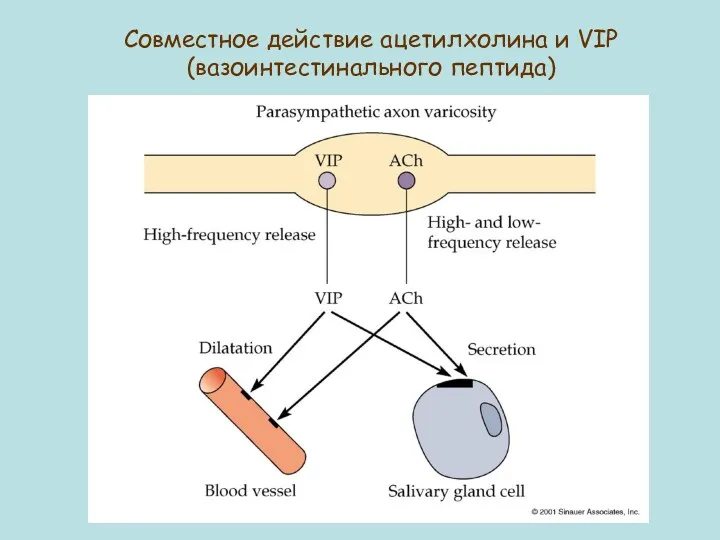 Совместное действие ацетилхолина и VIP (вазоинтестинального пептида)