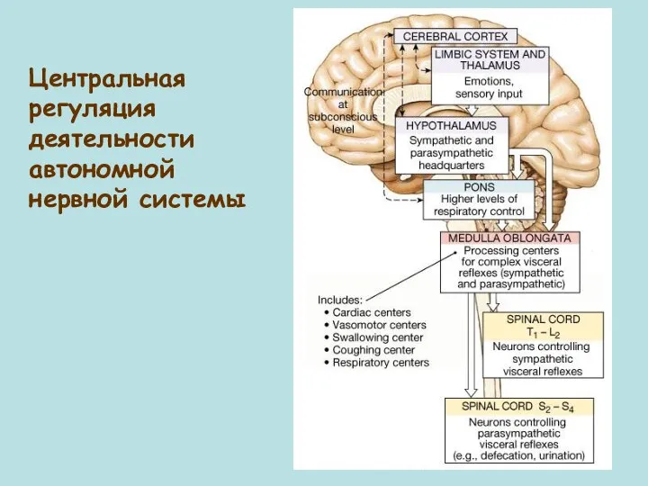 Центральная регуляция деятельности автономной нервной системы