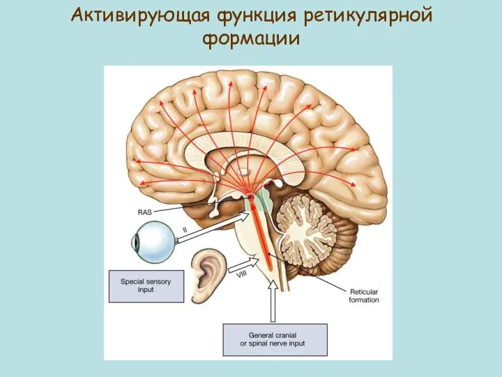 Активирующая функция ретикулярной формации