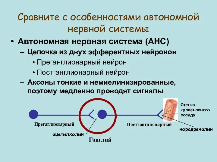 Сравните с особенностями автономной нервной системы Автономная нервная система (АНС)