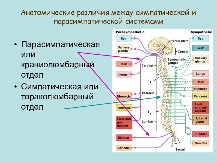 Анатомические различия между симпатической и парасимпатической системами Парасимпатическая или краниолюмбарный отдел Симпатическая или тораколюмбарный отдел