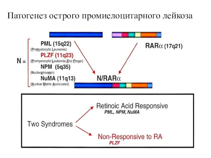 Патогенез острого промиелоцитарного лейкоза