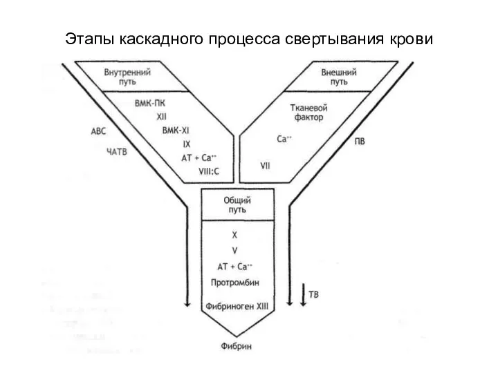 Этапы каскадного процесса свертывания крови