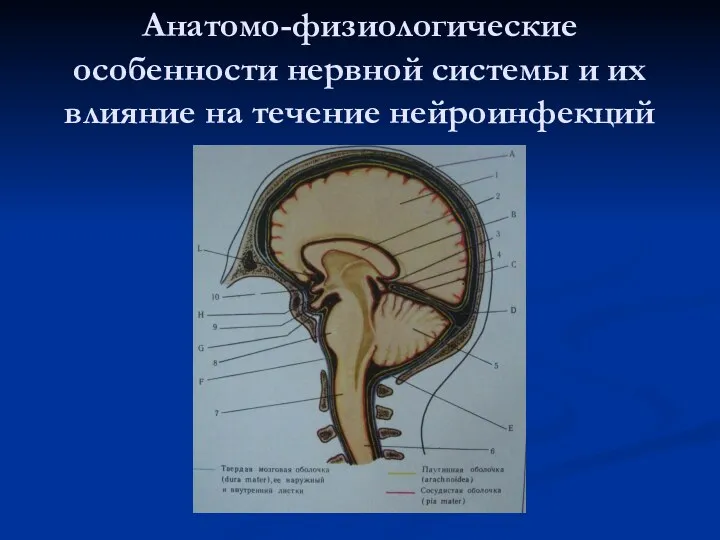 Анатомо-физиологические особенности нервной системы и их влияние на течение нейроинфекций